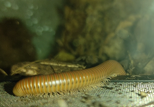 Spirostreptus sp.1