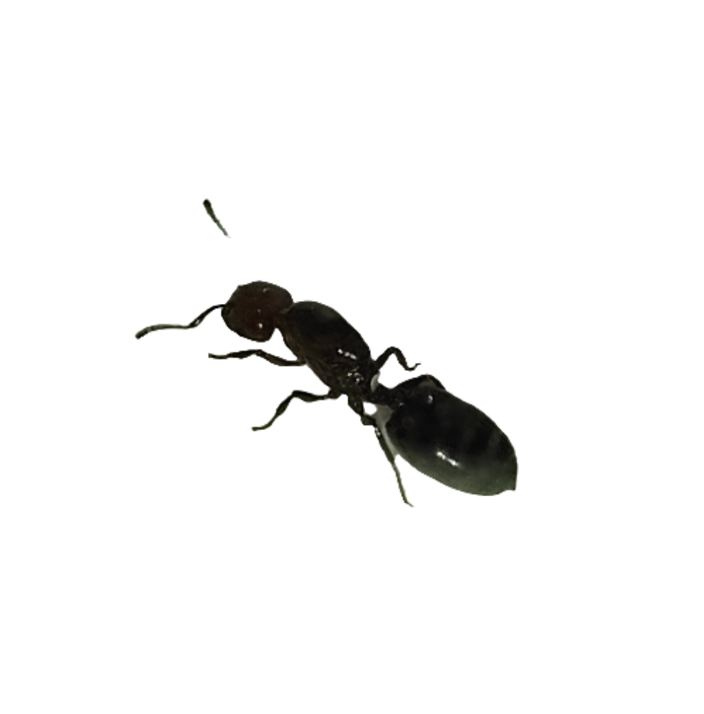 Crematogaster scutelaris