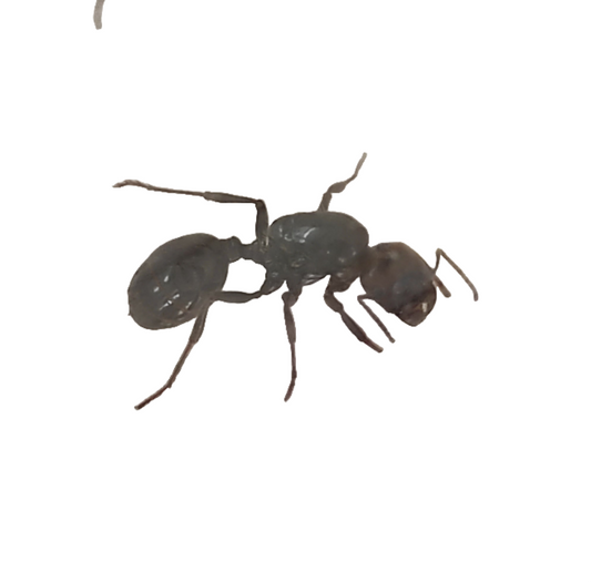 Messor barbarus