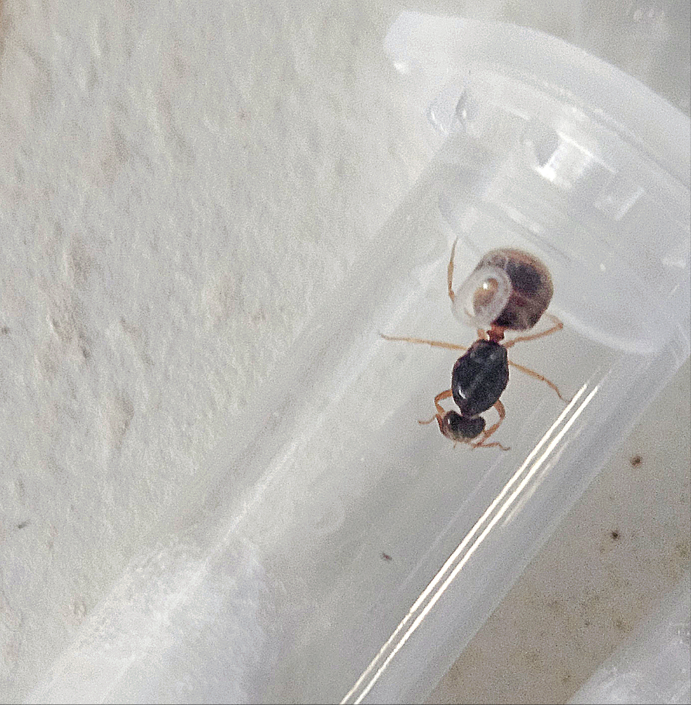 Lasius flavus