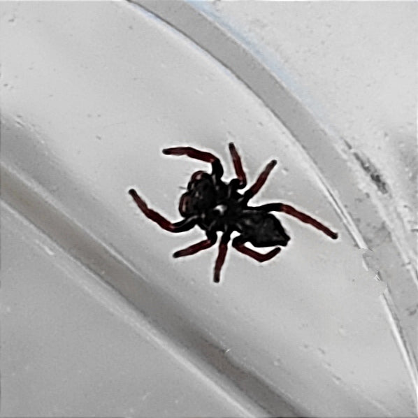 Phidippus regius Florida