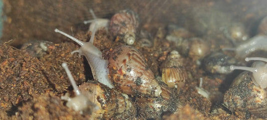 Achatina fulica