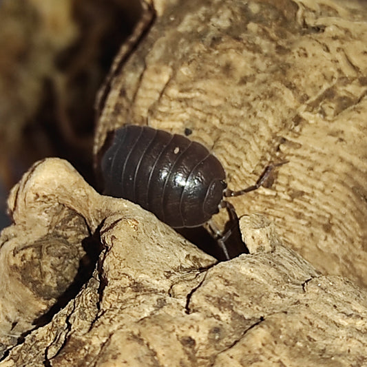 Porcellio laevis "black"