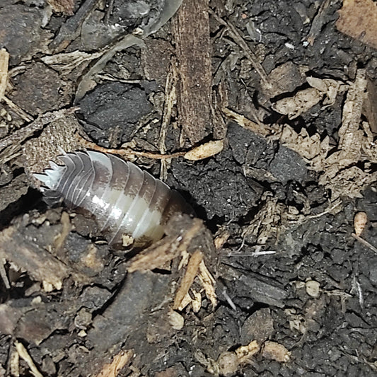 Porcellio laevis "milkblack"