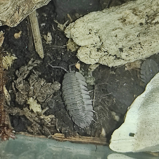 Armadillidium perracae