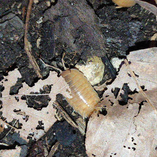 Porcellio laevis orange