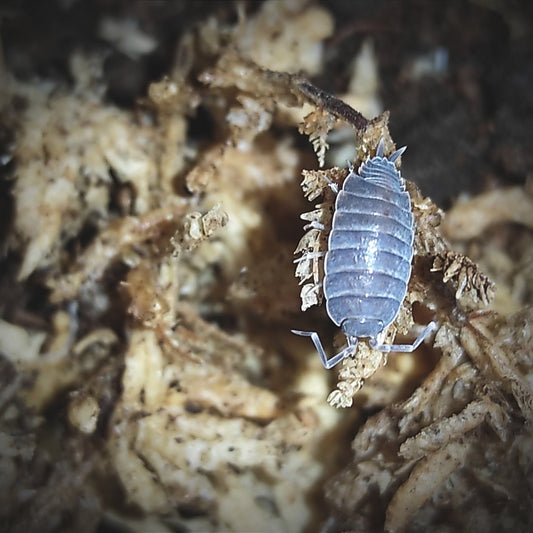 Porcellionides pruinosus "powder blue" (lot de 10)