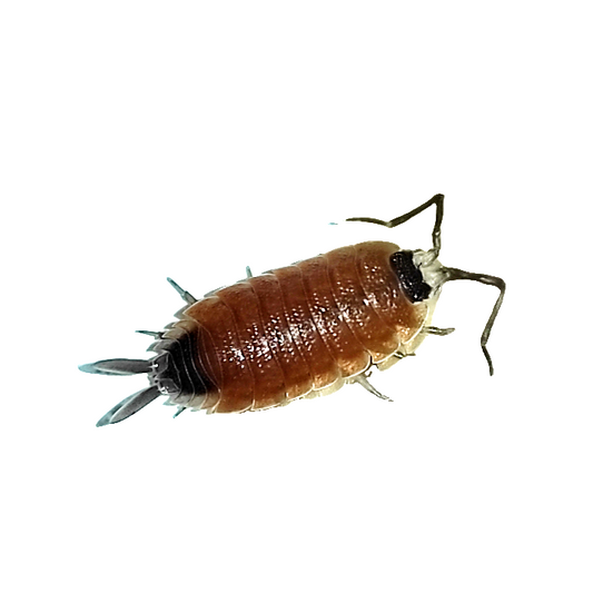 Porcellio Silvestri