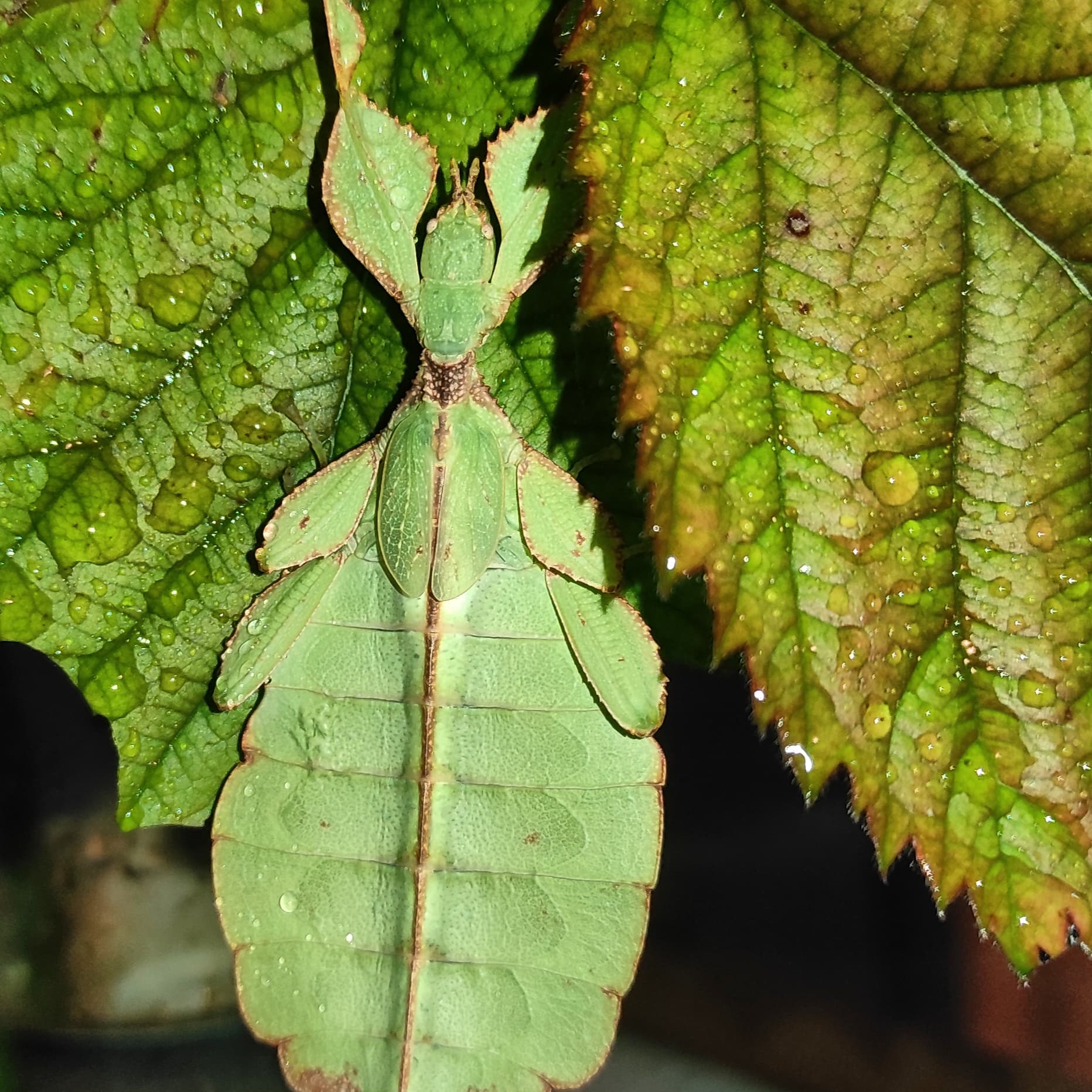 Phyllium philippinicum en lot – Millénac