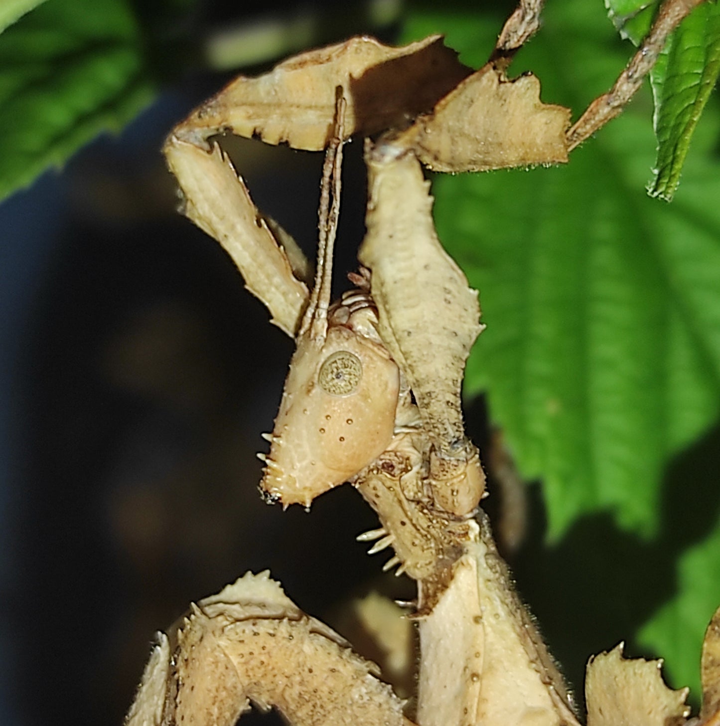 Extatosoma tiaratum