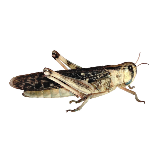 Locusta migratoria